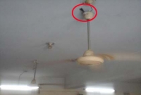 বুলবুলি পাখিটি দেখতে হাজার মানুষের ভিড়, পাহারায় আইনজীবীরা