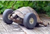 দু’চাকায় দুনিয়াদারি কচ্ছপের!