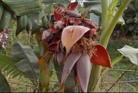 অলৌকিক কলাগাছ দেখতে হাজারো মানুষের ভিড়