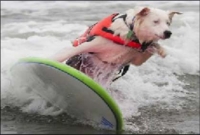 বিশ্বের প্রথম কুকুর সার্ফার!