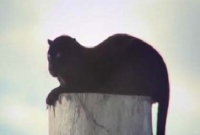 অ্যানার ‘জাদু’তে মোহিত বাঘ-প্যান্থার