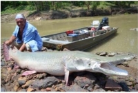 ভয়ঙ্কর এক কুমির মাছের কাহিনী!