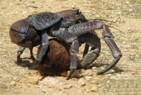 অদ্ভুত নারকেল খাদক কাঁকড়া !