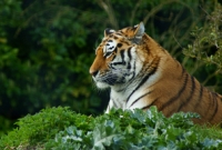 বাঘের সাথে মানুষের প্রতিযোগিতা!