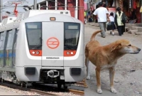 কুকুর যখন ট্রেন যাত্রী!