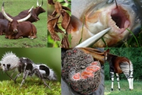 পৃথিবীর অদ্ভুত সেই ৬ প্রাণী