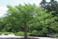 এটমবোমায়ও ধ্বংস হয় না যে গাছ!