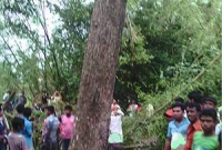 হুজুরের দোয়ায় ‘ঝড়ে উপড়ে যাওয়া গাছ হঠাৎ দাঁড়িয়ে গেল’!
