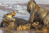 সিংহের থাবায় কুমির কুপোকাত