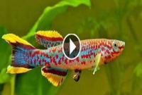 যে মাছ গাছে বাস করে