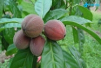 আজব ফলে ৫ মিনিটেই সেরে যাবে ক্যান্সার, দাবি বিজ্ঞানীদের