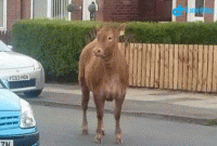 গরুর পিছে হেলিকপ্টার, অবশেষে গুলি করে হত্যা!