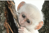 সাদা হনুর রংবাজিতে কাঁপছে নাগরাকাটার মানুষ!