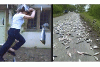 রহস্যেঘেরা মাছ-বৃষ্টি 