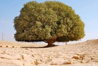 ১৫০০ বছর ধরে জীবন্ত আল্লাহ’র কুদরতি গাছটি, বসেছিলেন মহানবী (সা.)