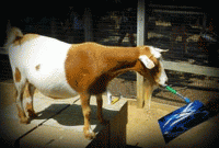 রং তুলিতে ছবি এঁকেছে বিস্ময়কর ছাগল 