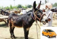 লম্বায় ৫৪ ইঞ্চি কিন্তু দাম তার তিন লাখ