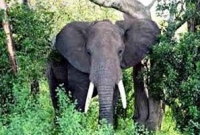 বন্য প্রাণী দেবে ভূমিকম্পের পূর্বাভাস!