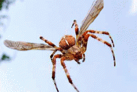 যে মাকড়শার বিষের ওষুধ আজও আবিষ্কৃত হয়নি 