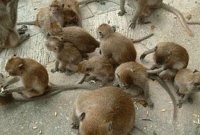 কুকুর-বানর কামড়ালেই পাবে ২ লাখ টাকা! 