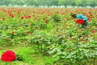 ফুলের গন্ধে বাঁচে হাজারো কৃষক