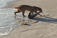 হাঙরের মতো ভয়ঙ্কর প্রাণী শিকারি বনবিড়াল! 