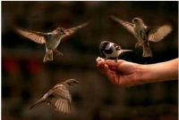 হারিয়ে যাওয়া চড়ুইয়ের দিন