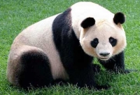 পান্ডার কামড়ে মামলা, ক্ষতিপূরণ পেলেন ৬৫ লাখ!