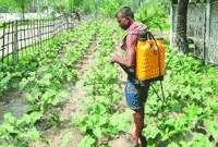 সবজিতে বাড়ছে ক্যান্সার ও উচ্চ রক্তচাপ 