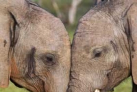 হাতির প্রেম!