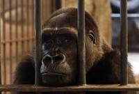 ৫০ হাজার মানুষের স্বাক্ষর, ৩০ বছর পর গরিলার মুক্তি