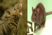 আকৃষ্ট করতে ইঁদুর শোনায় ভালোবাসার গান! 