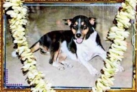 কুকুরের শেষকৃত্যে খেলেন ৩৫০ মানুষ!