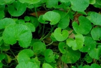 যে ভেষজ উদ্ভিদ যৌবন ধরে রাখে