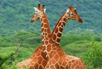 যে কারণে জিরাফের গলা লম্বা!