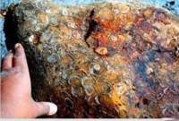 সাড়ে ৮ কোটি বছরের ঝিনুক!