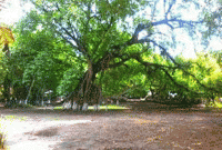 এশিয়া মহাদেশের অন্যতম প্রাচীন ও বৃহত্তম বটবৃক্ষ! 
