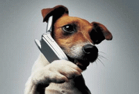 বাজারে আসছে কুকুরের জন্য ফোন! 