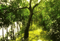 সুন্দরীগাছে সারবে ডায়াবেটিস! 