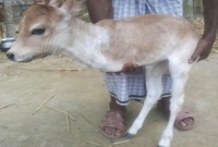 দুই পা-ওয়ালা বাছুর!