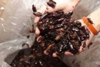 তেলাপোকা চাষ করে আয় লক্ষ ডলার!