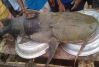 ঠেলা গাড়িতে করে মাছটি বিক্রি করল দেড় লাখ টাকায়