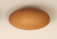 ১টি ডিমের দাম ৫৮ হাজার টাকা!