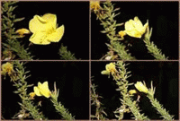 আযান ফুলের রহস্য 