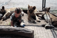 যেখানে খেলনা নয়, জীবন্ত বাঘ ও সিংহ চায় শিশুরা 