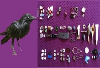 কাকের উপহার!