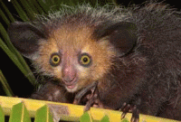 দেখতে ভয়ঙ্কর হলেও নিরীহ প্রাণী আই-আই 