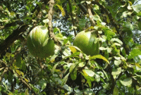 অচিন বৃক্ষে অচিন ফল 