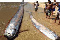 বিশ্বের সবচেয়ে লম্বা মাছ! 