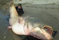 ভয়ঙ্কর এক দৈত্যাকার মাছ!